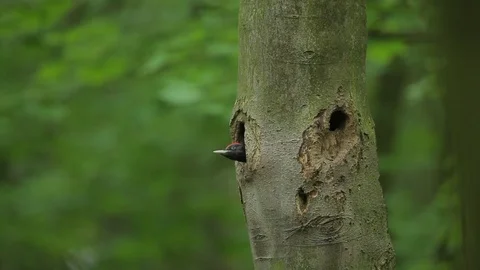 Black woodpecker with nesting hole in the tree trunk. Видео 88038320