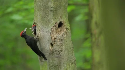 Black woodpecker with nesting hole in the tree trunk. Stock Footage 88038626