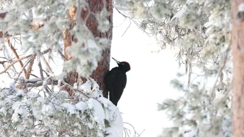Black woodpecker pecking Stock Footage 171944040