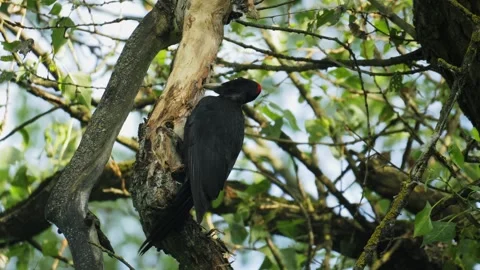 Black Woodpecker Pecking Tree Trunk to Find Food in Forest Canopy 库存影片 336972633