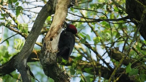 Black Woodpecker Pecking Tree Trunk to Find Food in Forest Canopy 库存影片 336980777