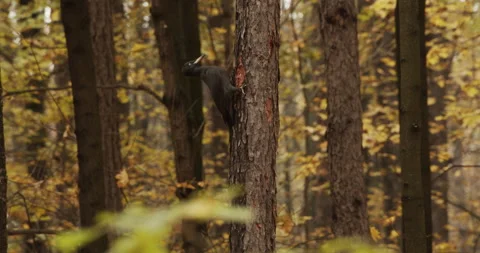 Black Woodpecker Removing Tree Bark to Feed on Wood Larvae Stock-Footage 218330486