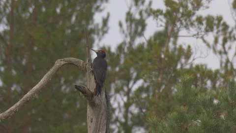 Black woodpecker sits on the broken tree (Dryocopus martius) Stock Footage 301993451