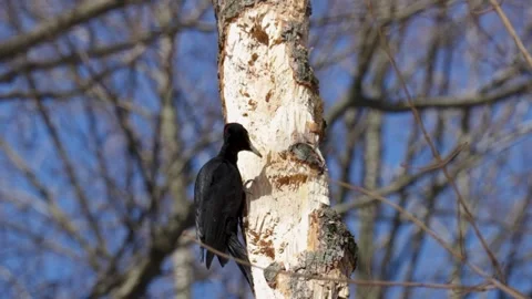 Black woodpecker sits on a tree Stock Footage 306358395