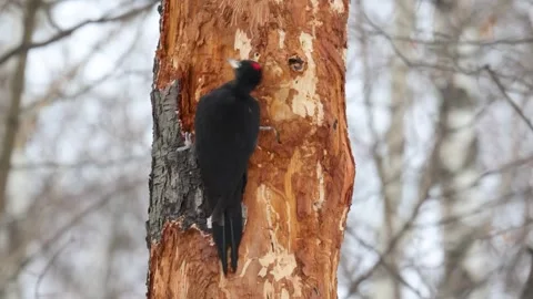 Black woodpecker sits on a tree in the forest on a spring day Видео 331255036