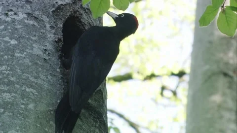 Black woodpecker at a tree, close up Stock Footage 304335536