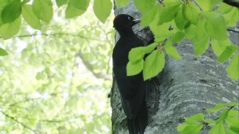 Black woodpecker at a tree  Stock Footage 304335601