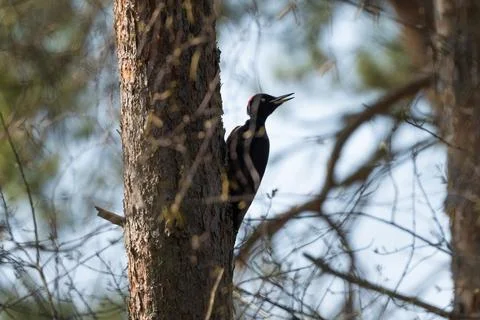 Black Woodpecker On Tree Stock Photos