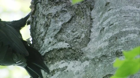 Black woodpecker at a tree (slide) Stock Footage 304335572
