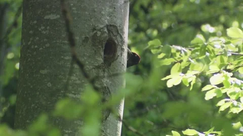 Black woodpecker at a tree trunk Stock Footage 304335607