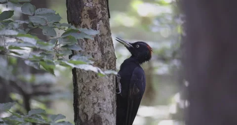 Black woodpecker on a tree without bark, 4K slomo Stock Footage 251789671
