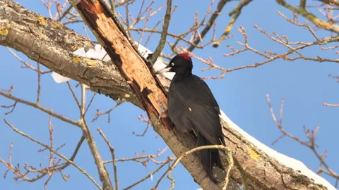 Black Woodpecker using its bill to dig for insects in a tree.  Stock Footage
