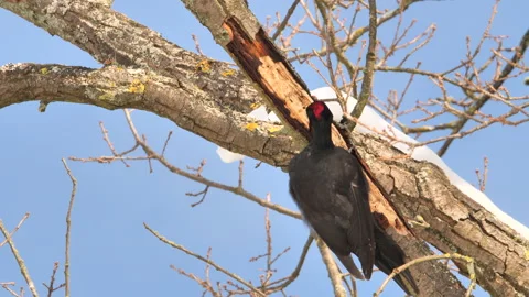 Black Woodpecker using its bill to dig for insects in a tree. (Dryocopus martius Stock Footage 233377466