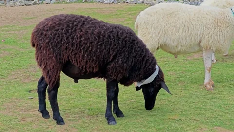 The black wool sheep on the lush green meadow. Stock Footage 304649280