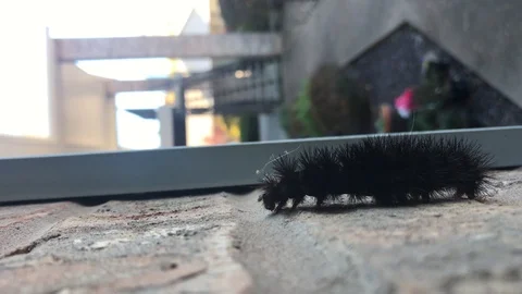 Black wooly worm on brick Stock-Footage 104736431