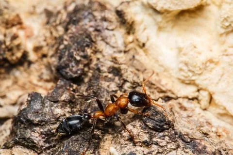Black worker ants Fotos Stock