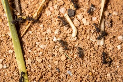 Black Worker Ants Stock Photos