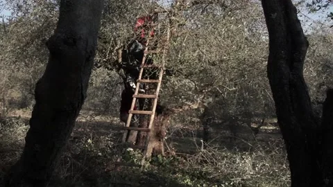 Black workers on a ladder pruning in an olive grove Stock Footage 158328183