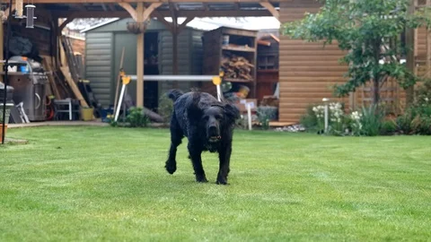 Black Working Cocker Spaniel barks and fails to catch ball Stock Footage 118327833