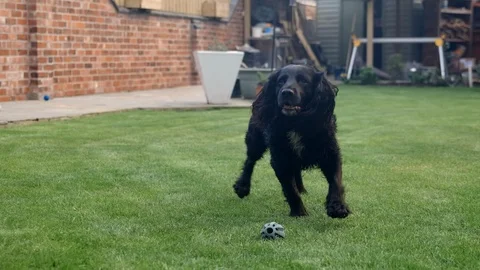 Black Working Cocker Spaniel barks and jumps near camera Stock Footage 118330932