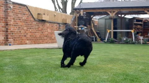 Black Working Cocker Spaniel Catches Ball on Two Legs Stock Footage 118327248