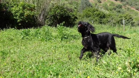 Black working cocker spaniel catches ball in field cropped 4K Stock Footage 270861309
