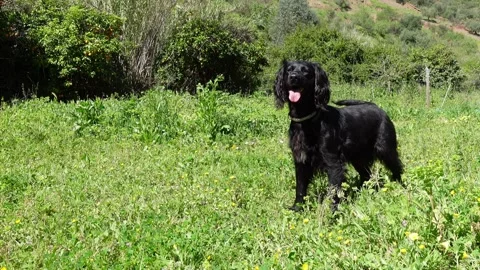 Black working cocker spaniel catches ball in field slow motion 4K Stock Footage 270863618