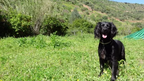 Black working cocker spaniel dog catches ball in field 4K Stock Footage 270865183