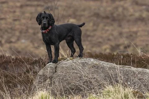 Black Working Cocker Spaniel dog stood on a large rock Stock Photos