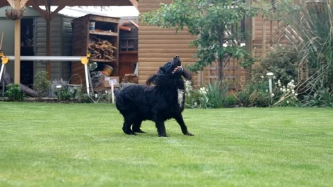 Black Working Cocker Spaniel fails to catch ball Stock Footage 118327577