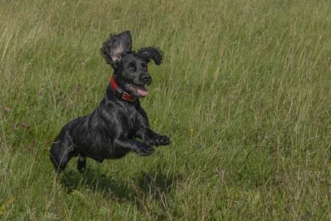 Black working cocker spaniel jumping Stock Photos