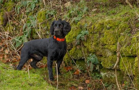 Black working cocker spaniel out loose in the field Stock Photos