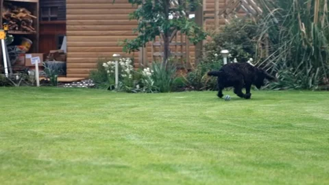 Black Working Cocker Spaniel Picks up ball and returns in slow motion Stock Footage 118332168