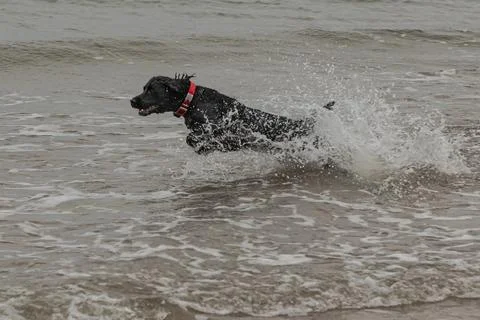 Black working cocker spaniel running through surf Stock Photos