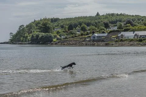Black working cocker spaniel running in the sea Stock Photos