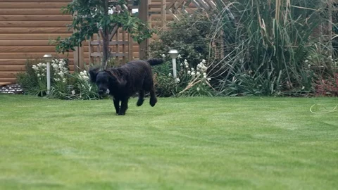 Black Working Cocker Spaniel runs with ears flapping Stock Footage 118331884
