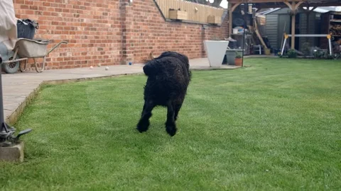Black Working Cocker Spaniel Runs After Ball Stock Footage 118332239