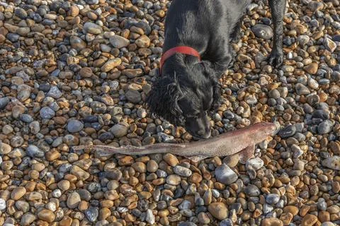 Black working cocker spaniel smells a dead dogfish on the beach Stock Photos