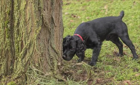 Black working cocker spaniel sniffing a tree Foto stock