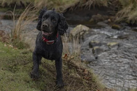 Black working cocker spaniel stood by a stream Foto stock