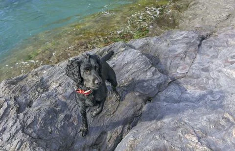 Black working cocker spaniel stood by the sea Stock Photos