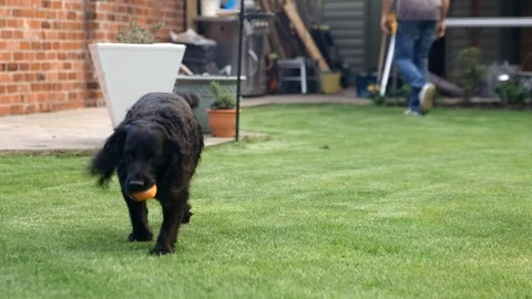 Black Working Cocker Spaniel trots with ball in mouth Stock Footage 118329627