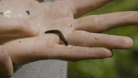 Black worm crawling on human palm Stock Footage 97598221