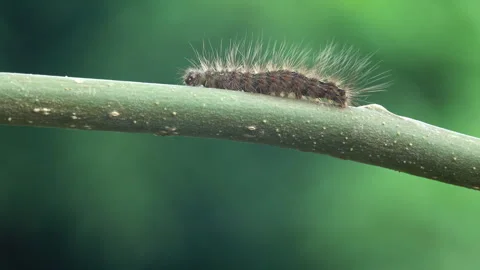 Black worm 스톡 동영상 274178454