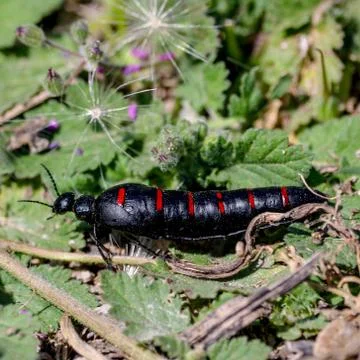Black worm in forest Stock Photos