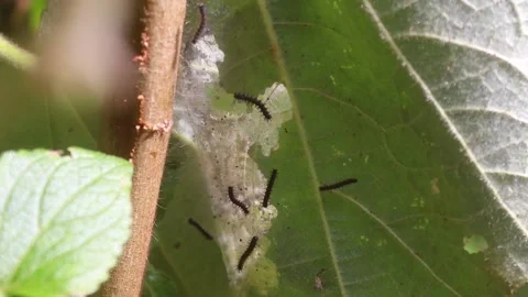 BLACK WORMS IN A NEST Stock Footage 245503975