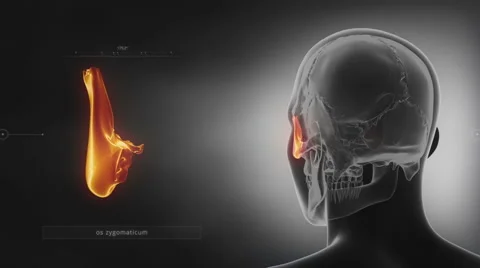 Black x-ray skull animation - Zygomatic bone - Os zygomaticum Stock Footage 67986498