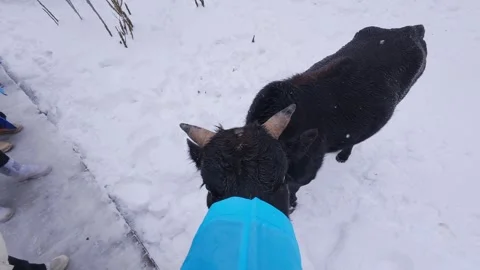 Black Yak and Human Interaction on Snowfield Stock Footage 312588863