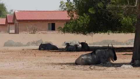 Black yaks resting in sandy farm enclosure with herd grazing Stock Footage 345700775