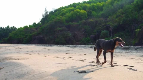 A black yard dog is walking somewhere on the sandy, the camera is behind it. Video stock 243229801
